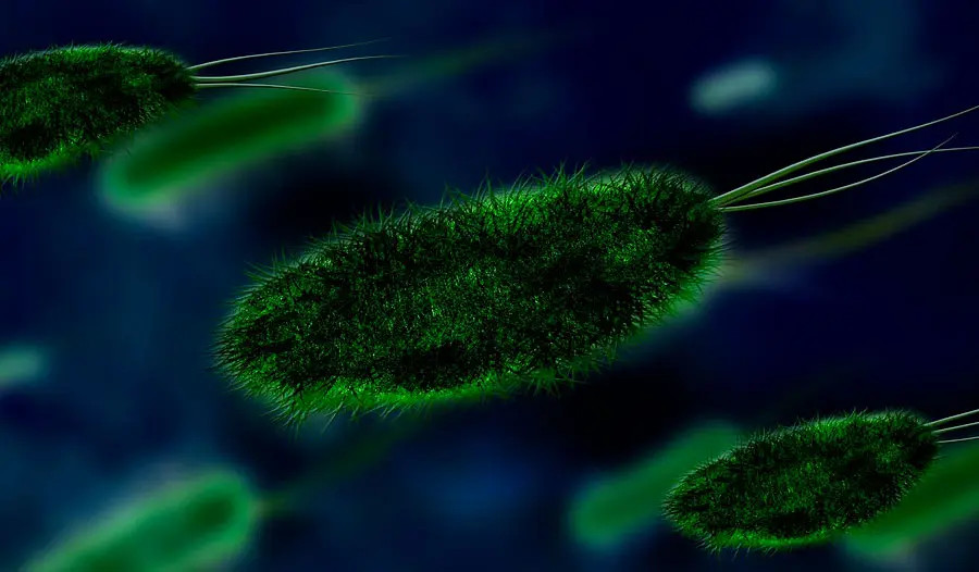 Superbug fungal infection now in the US